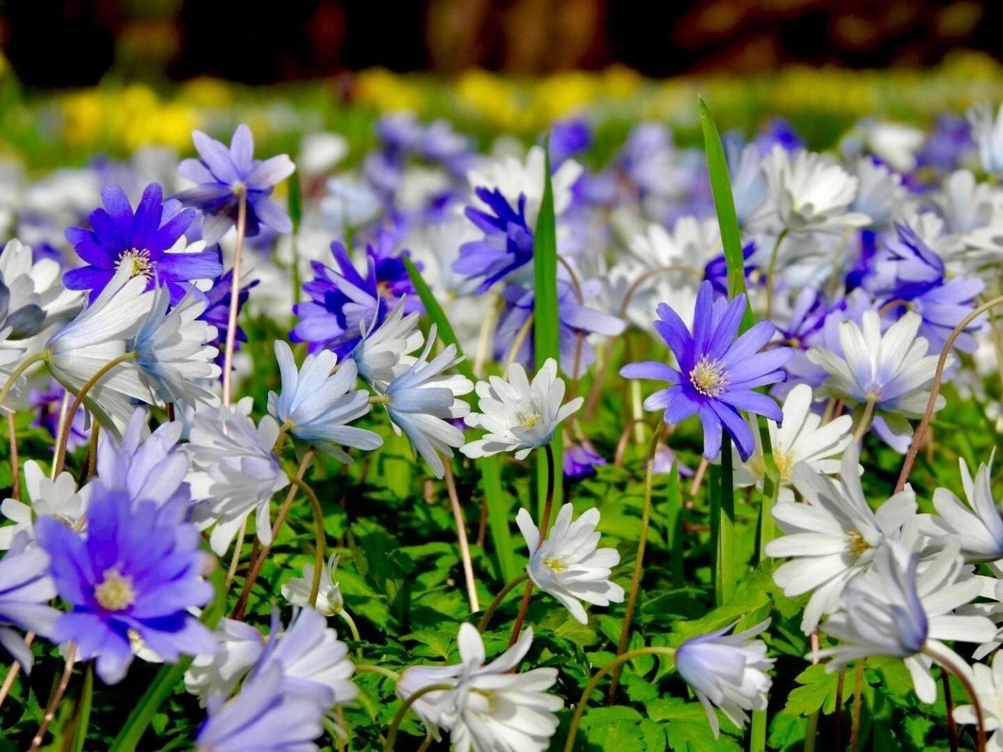 Thornton Manor - Holiday Cottages And Apartments Гесвол Номер фото
